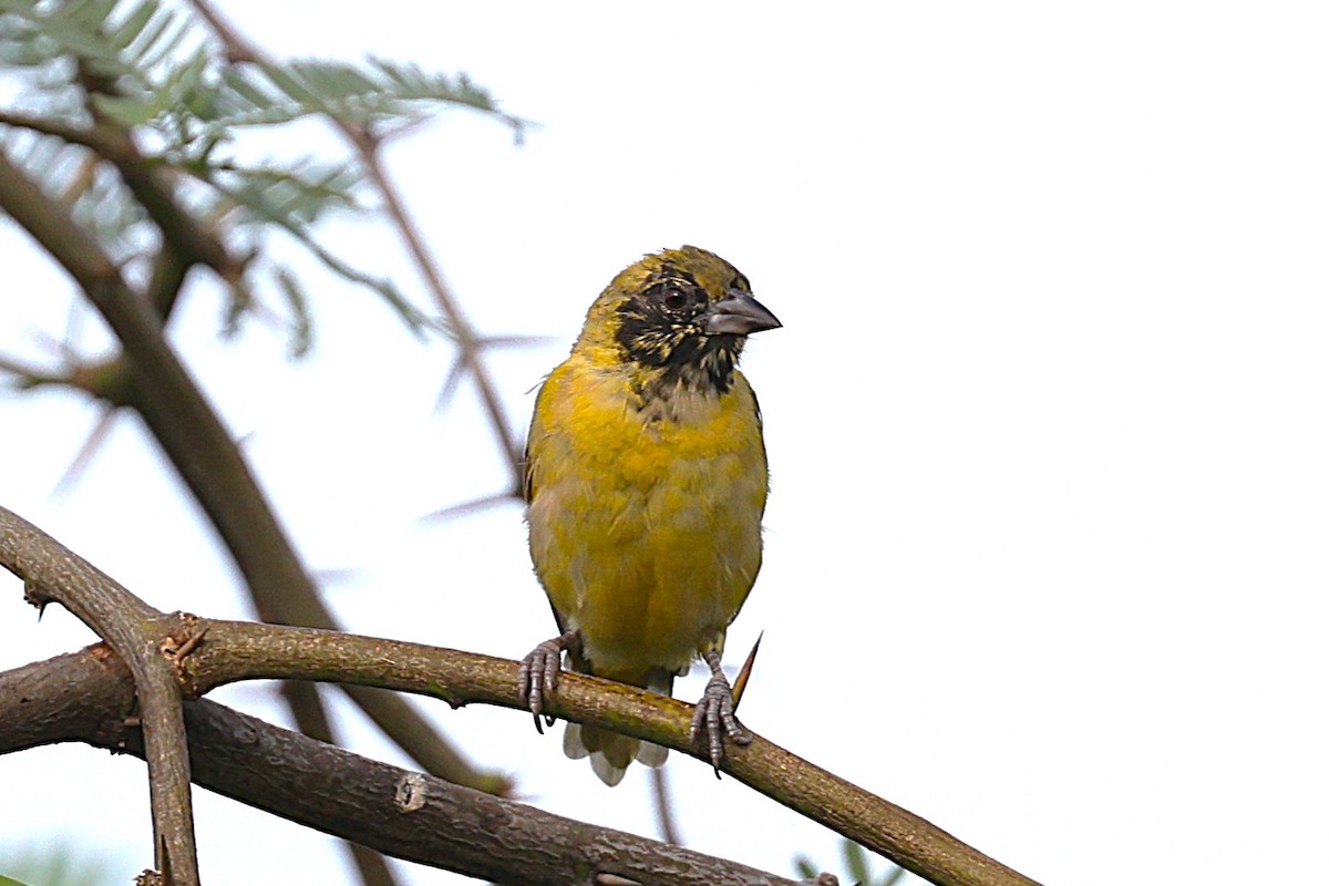 Black-headed Weaver - ML646634557