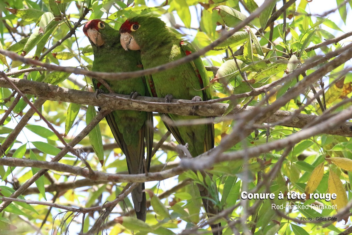 紅臉鸚鵡 - ML646634558