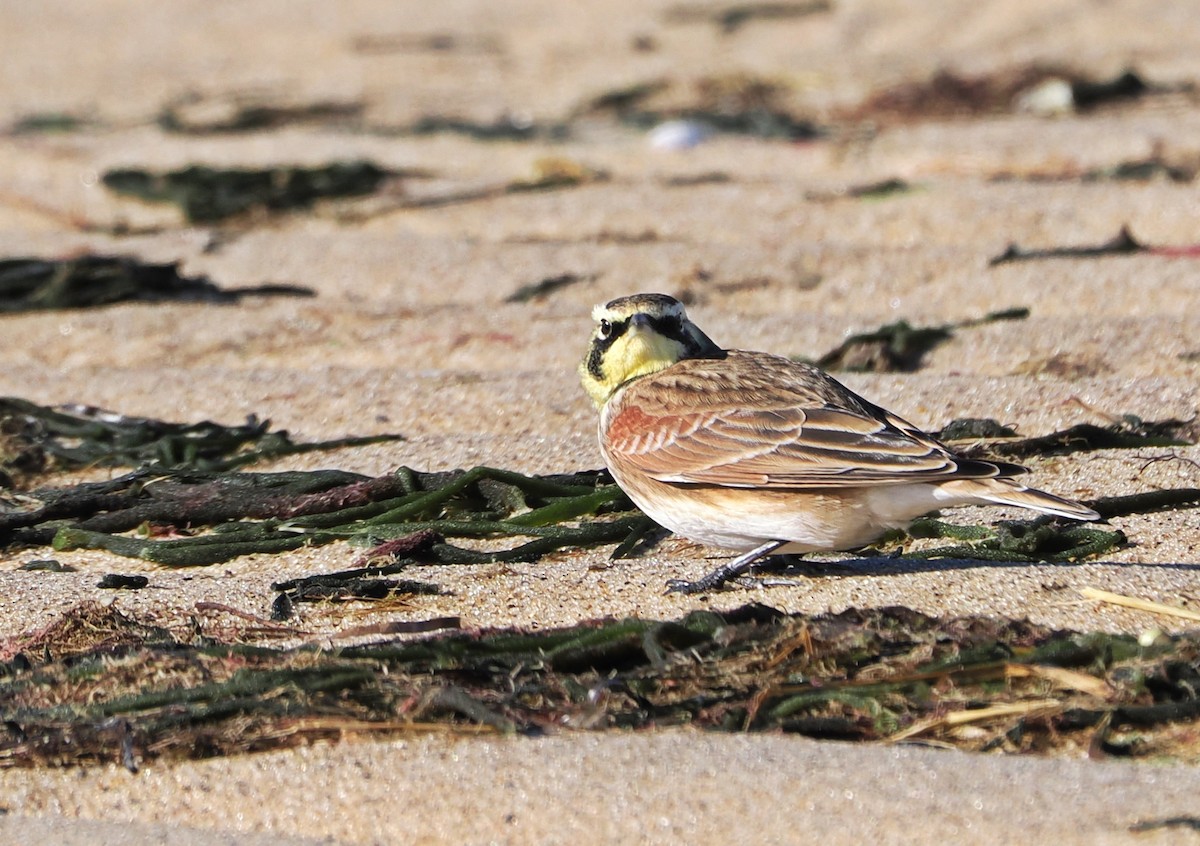 Horned Lark - ML646634559