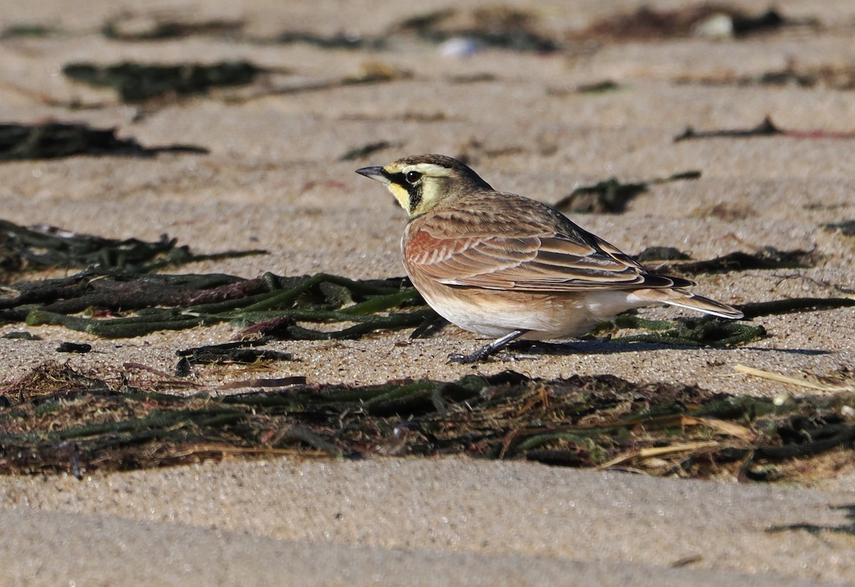 Horned Lark - ML646634560