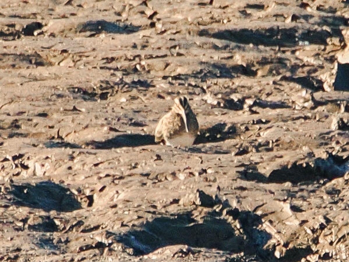 田鷸 - ML646634561