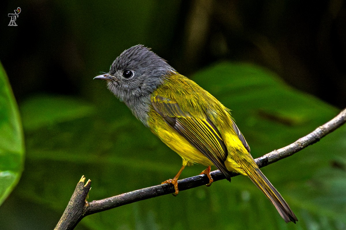 方尾鶲 - ML646634562