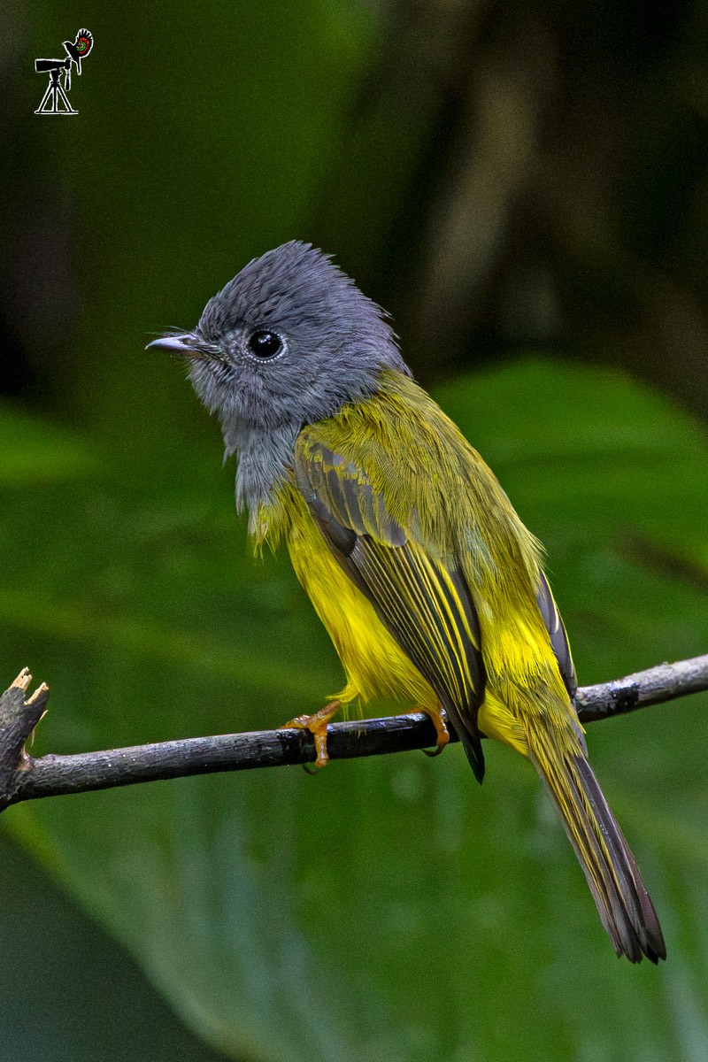 方尾鶲 - ML646634563