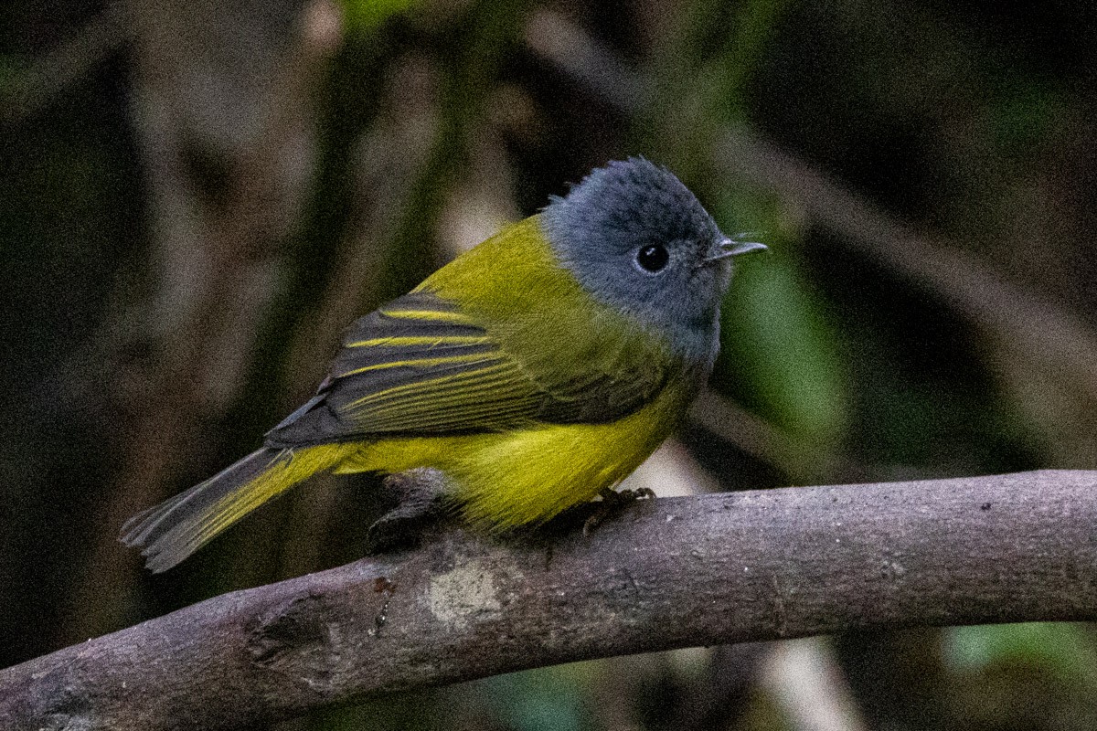 方尾鶲 - ML646634564