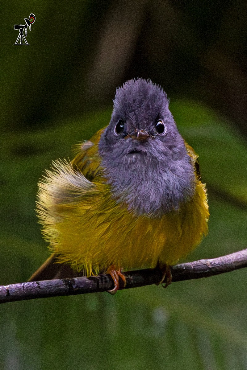 方尾鶲 - ML646634565