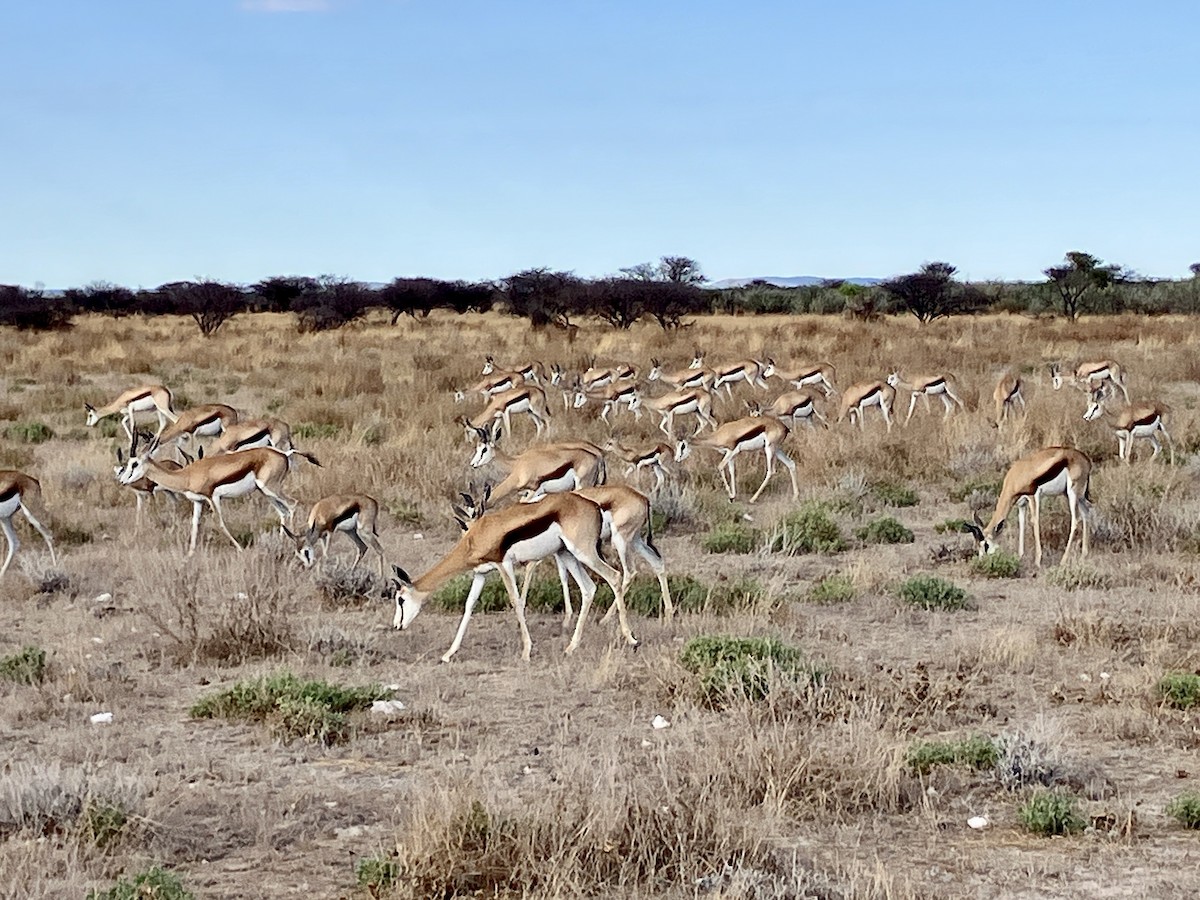 跳羚 - ML646634566