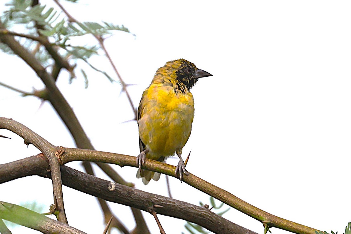 Black-headed Weaver - ML646634567