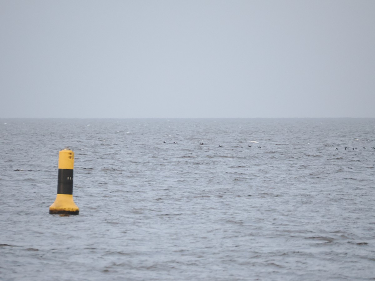 Velvet Scoter - ML646634568