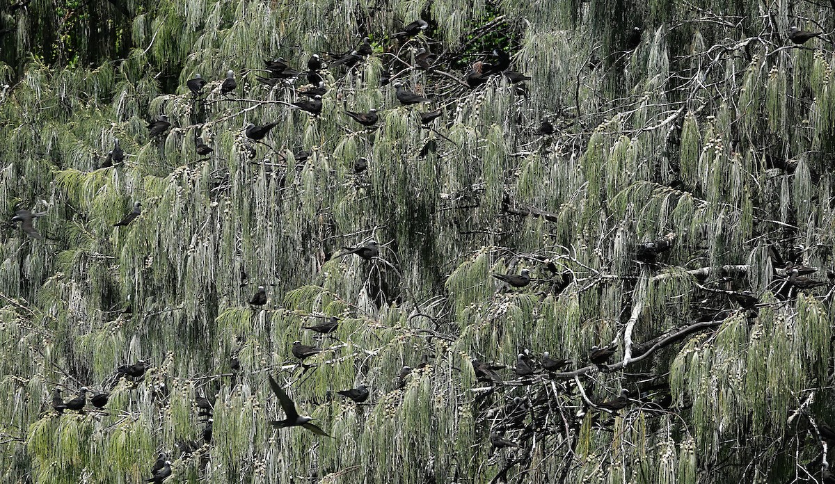 黑玄燕鷗 - ML646634569