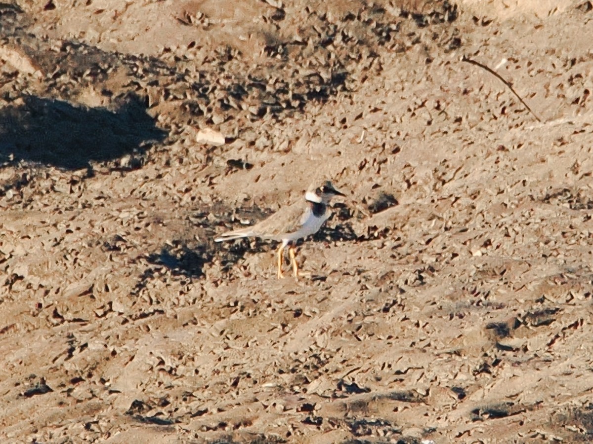 小環頸鴴 - ML646634570