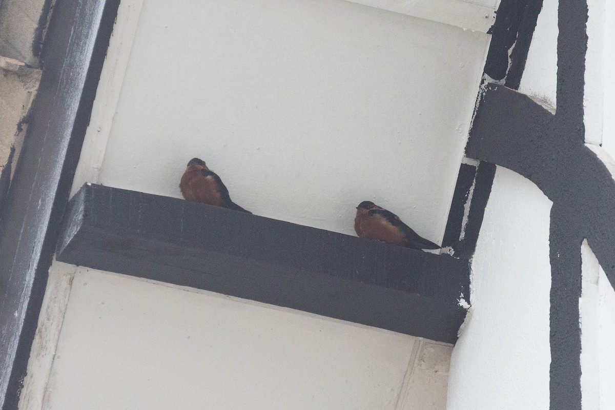 Rufous-bellied Swallow - ML646634571