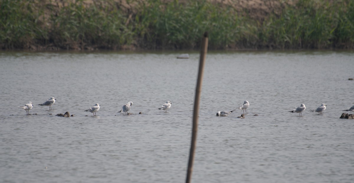 Saunders antxeta - ML646634572