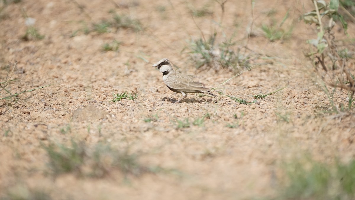 Ashy-crowned Sparrow-Lark - ML646634573