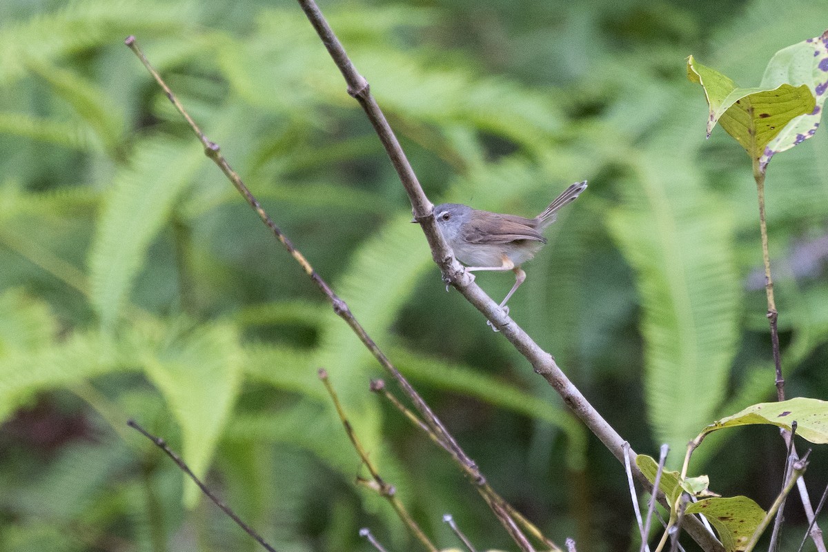 Rufescent Prinia - ML646634577