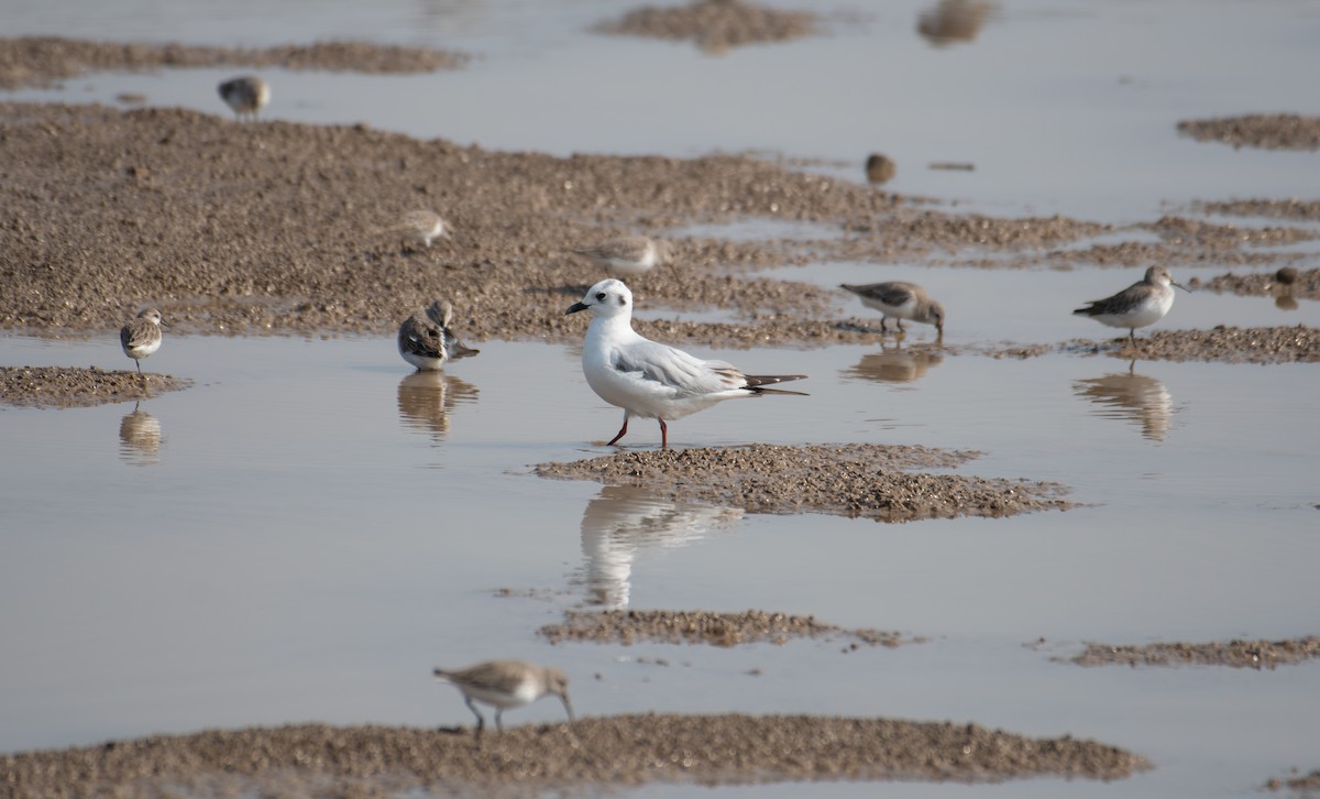 Saunders antxeta - ML646634578