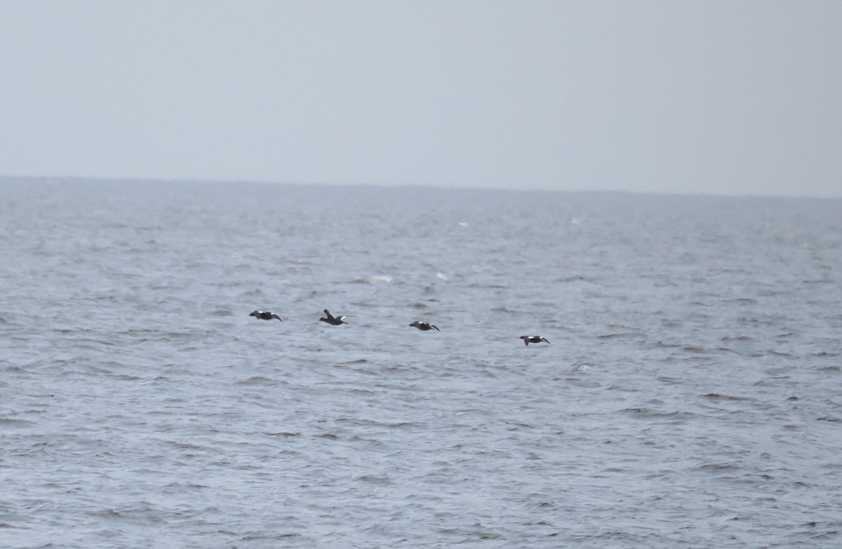 Velvet Scoter - ML646634579