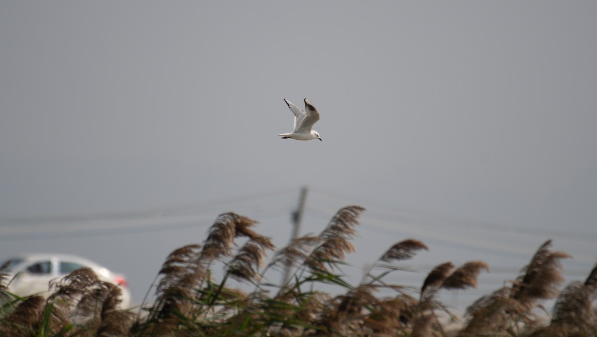 Saunders antxeta - ML646634581