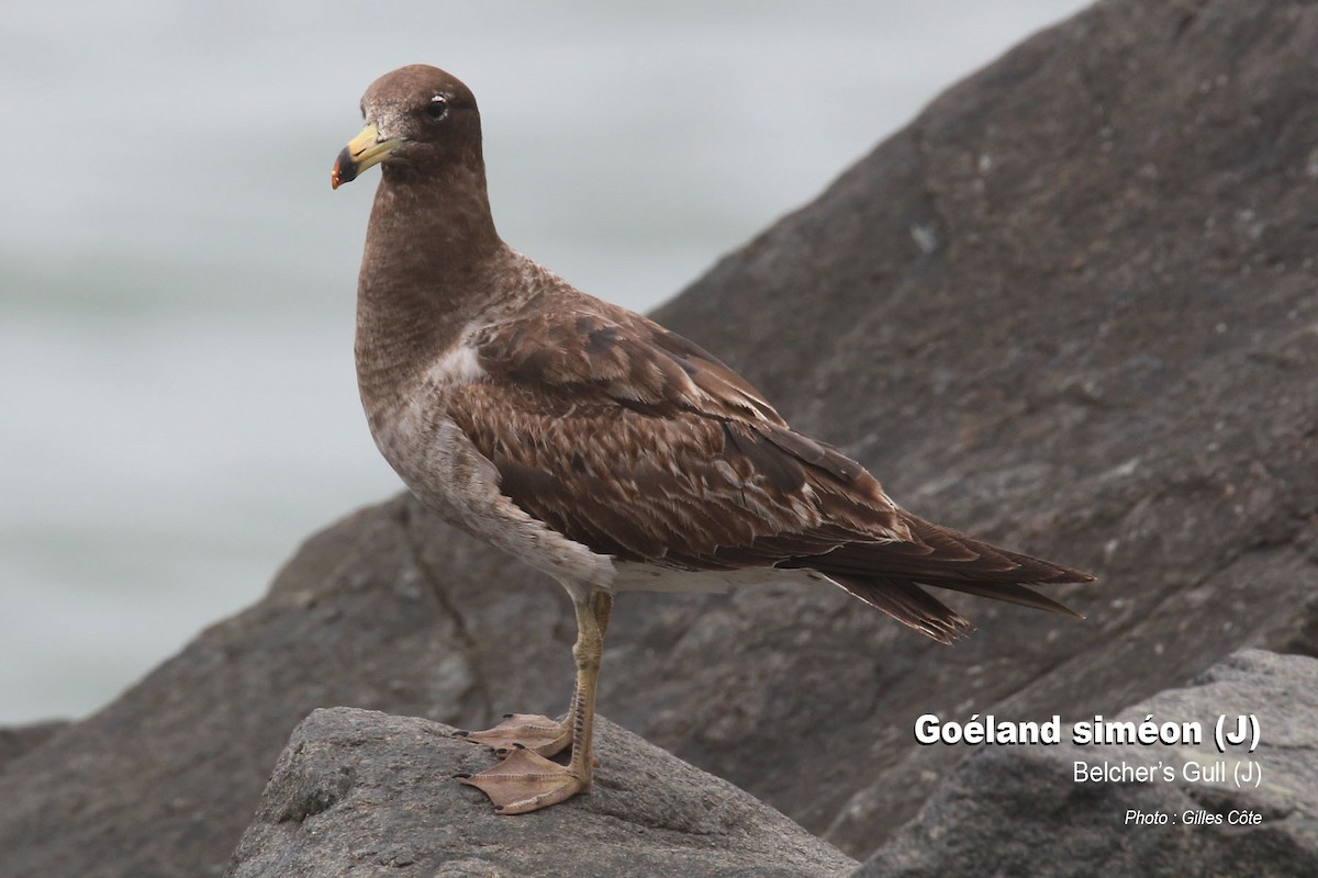 Schwanzbandmöwe - ML646634582