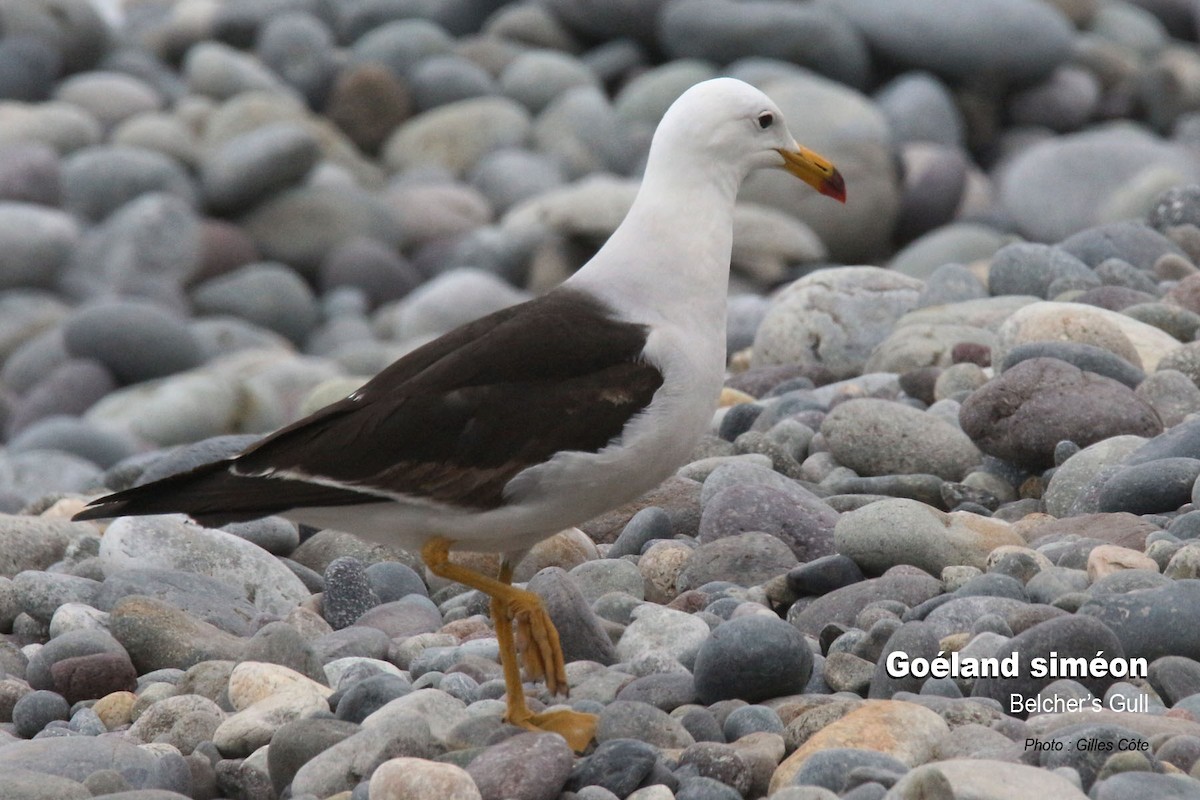 Schwanzbandmöwe - ML646634583