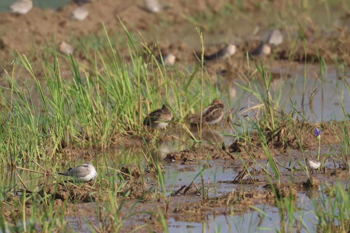 Bekassine - ML646634584