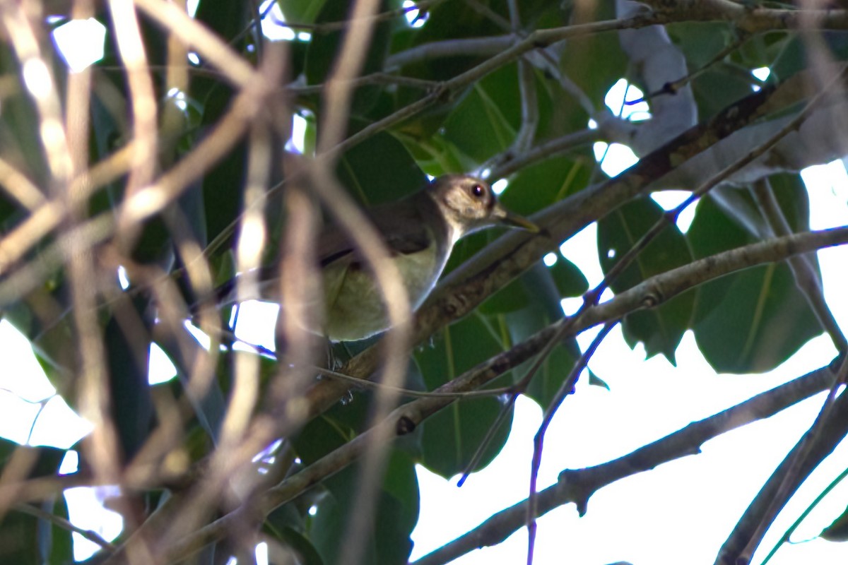 nikobarbylbyl - ML646634585