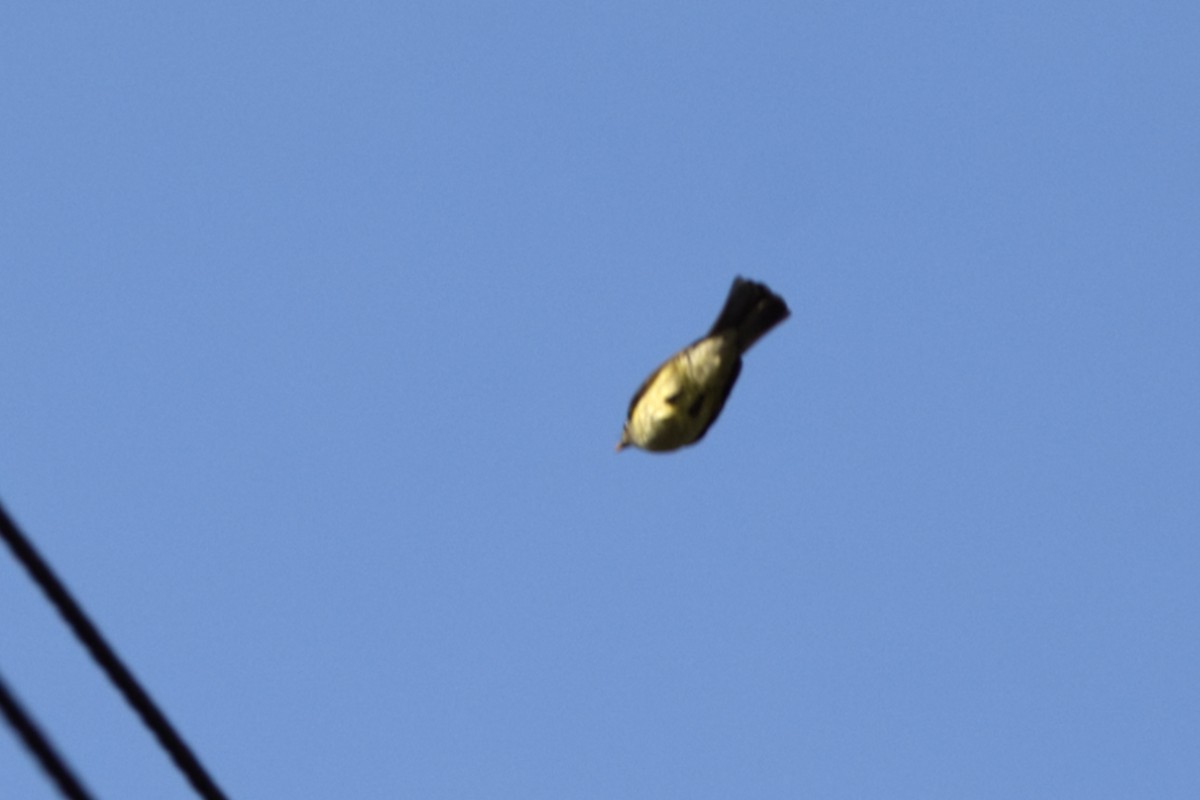 nikobarbylbyl - ML646634586