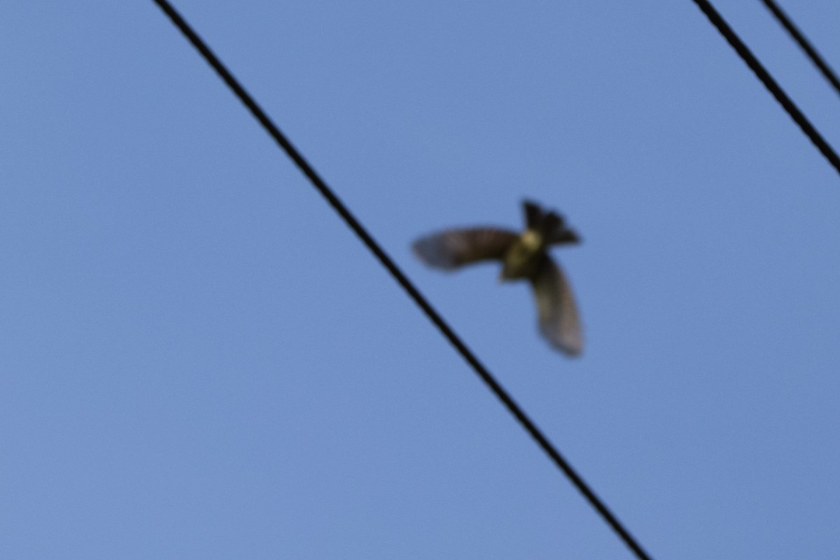 nikobarbylbyl - ML646634587