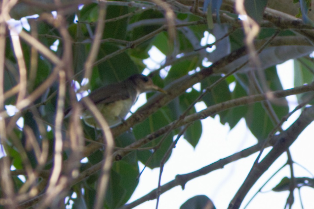 nikobarbylbyl - ML646634589