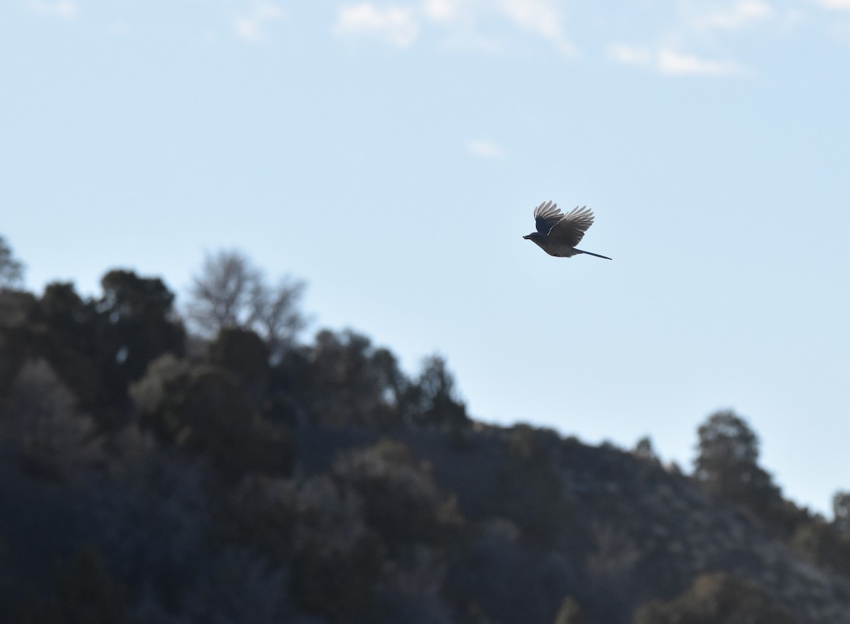 Woodhouse's Scrub-Jay - ML646634591