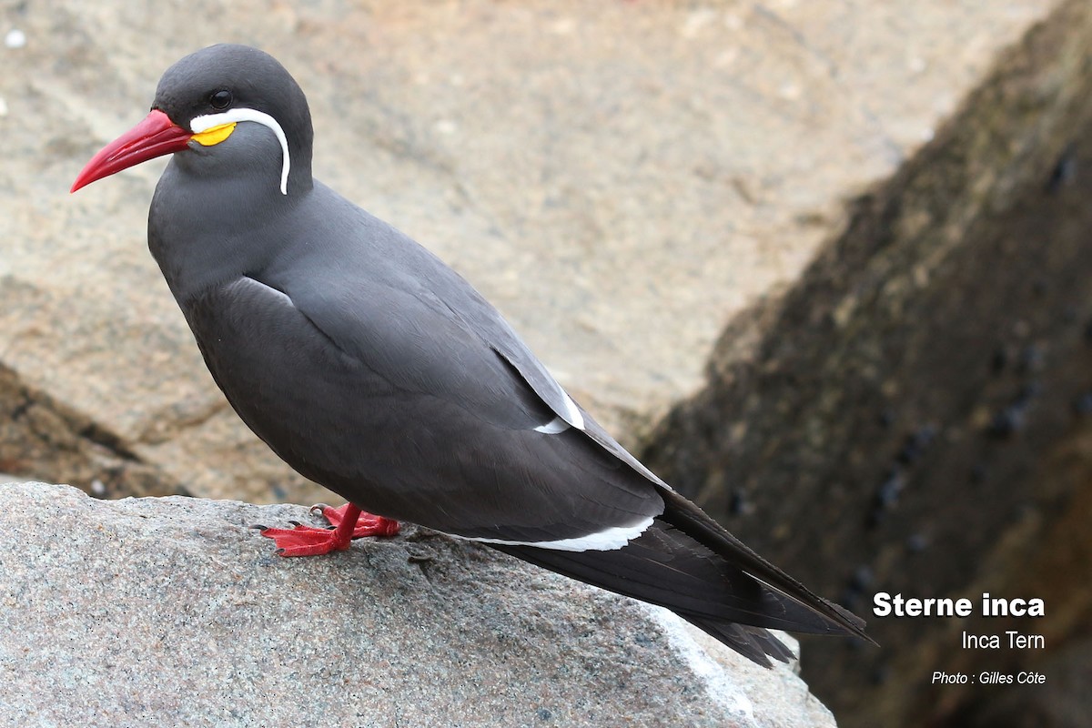 Inkaseeschwalbe - ML646634592