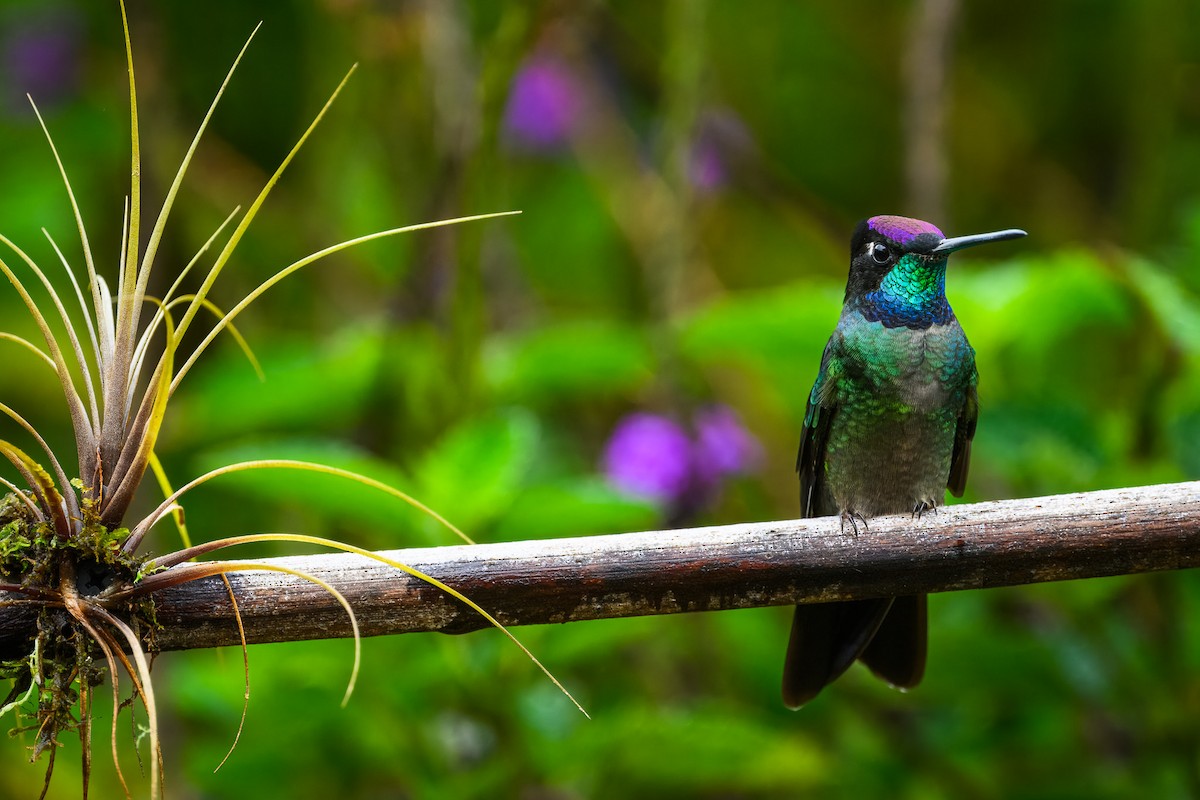 Talamanca Hummingbird - ML646634594