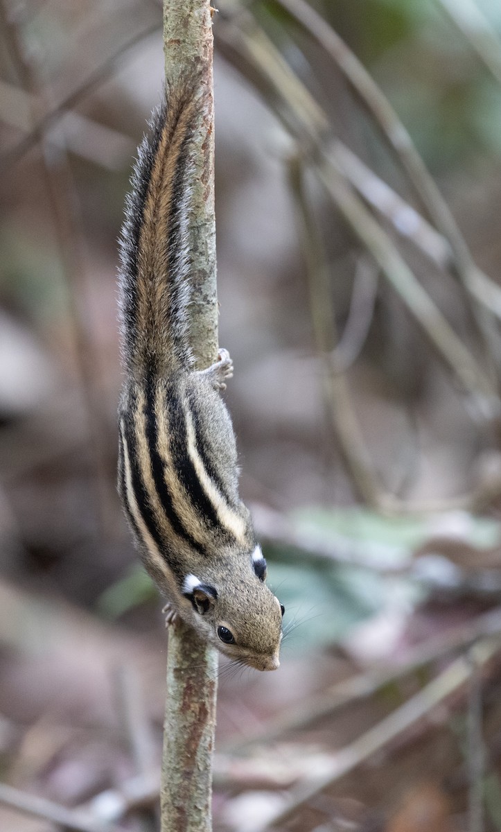 Himalayan Striped Squirrel - ML646634595