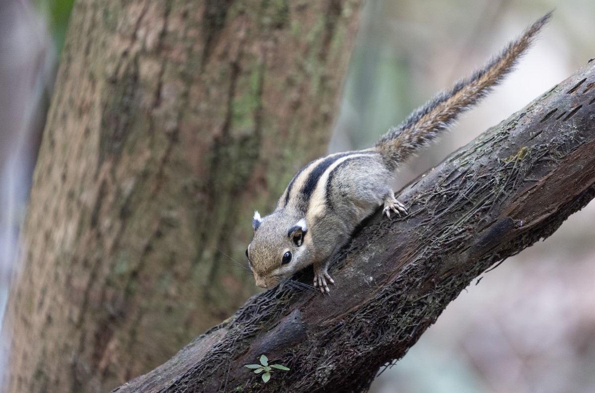 Himalayan Striped Squirrel - ML646634597
