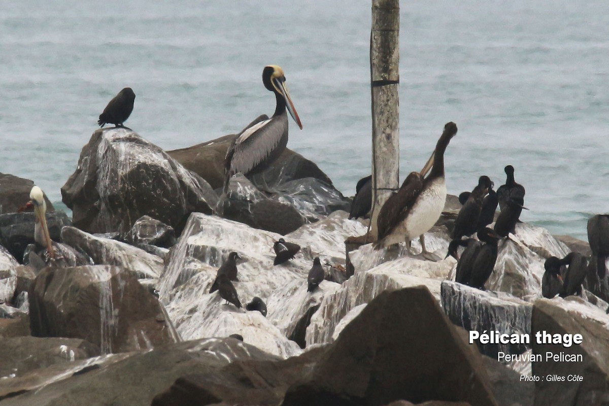 Chilepelikan - ML646634598