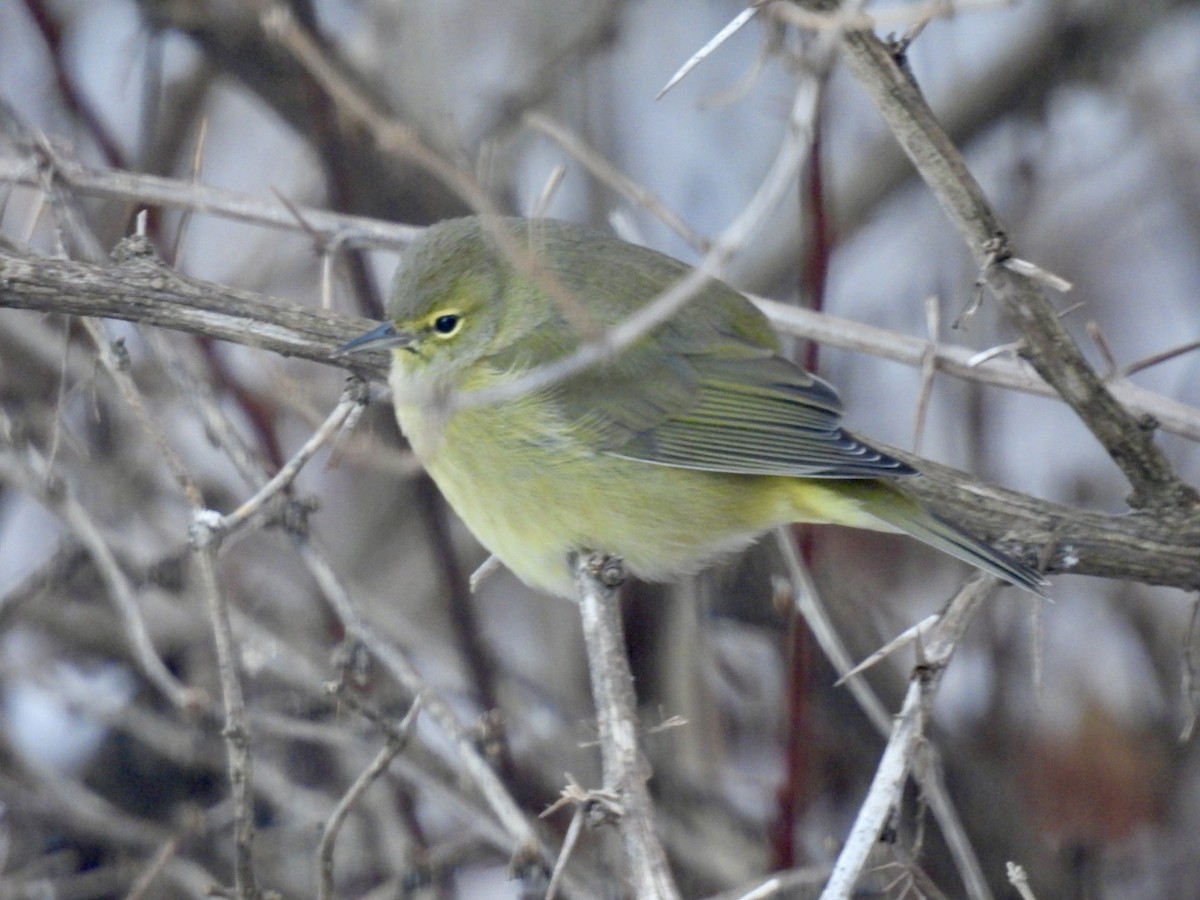 Orange-crowned Warbler - ML646634600