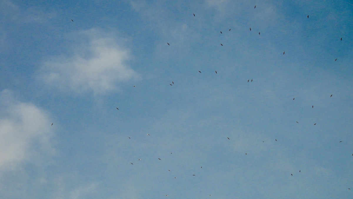White-throated Needletail (White-lored) - ML646634602