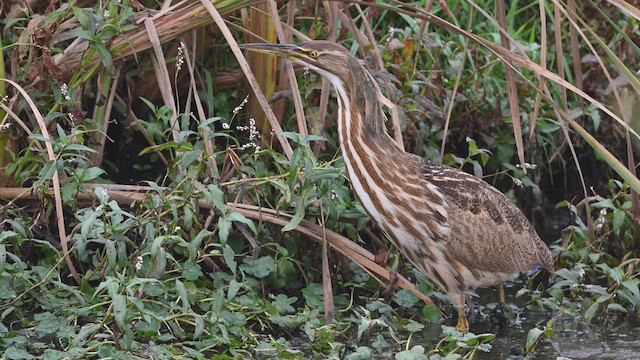 Бугай американський - ML646634603