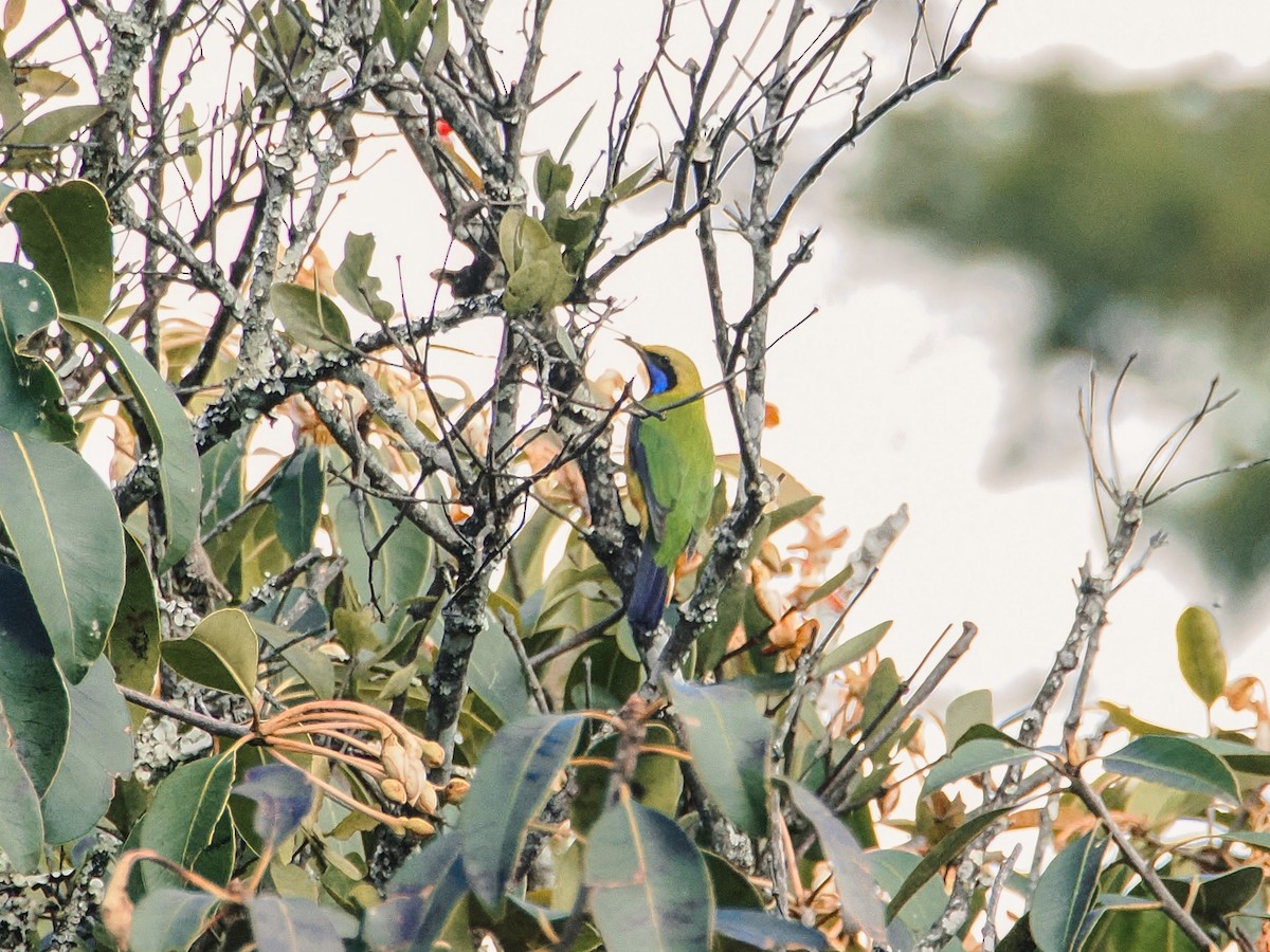 Turuncu Karınlı Yaprakkuşu - ML646634605
