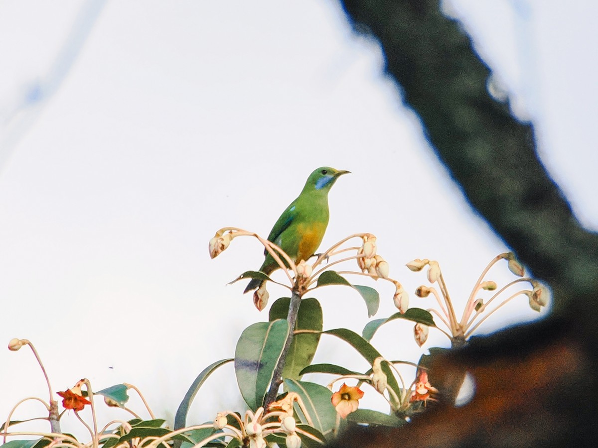 Turuncu Karınlı Yaprakkuşu - ML646634606