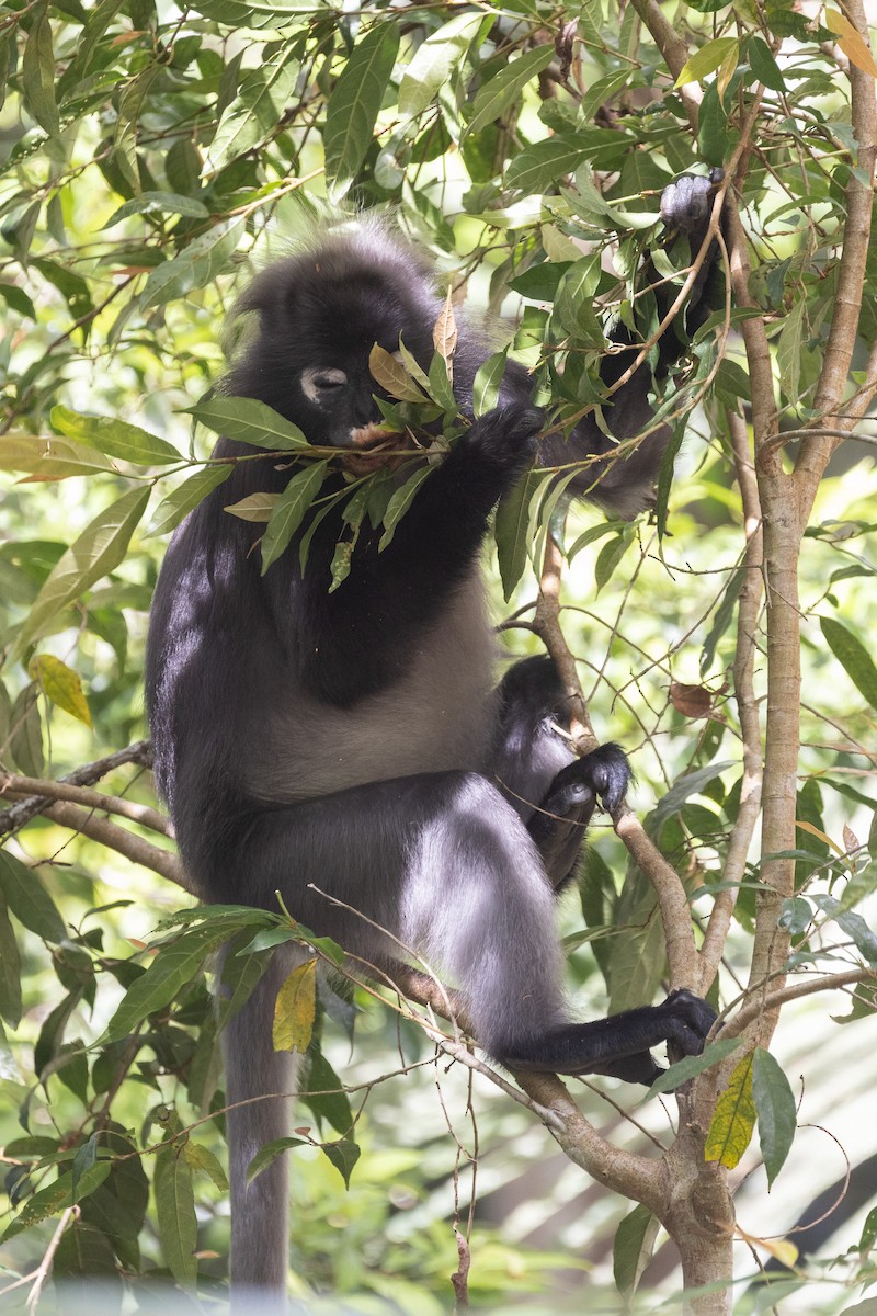 Dusky Leaf Monkey - ML646634607