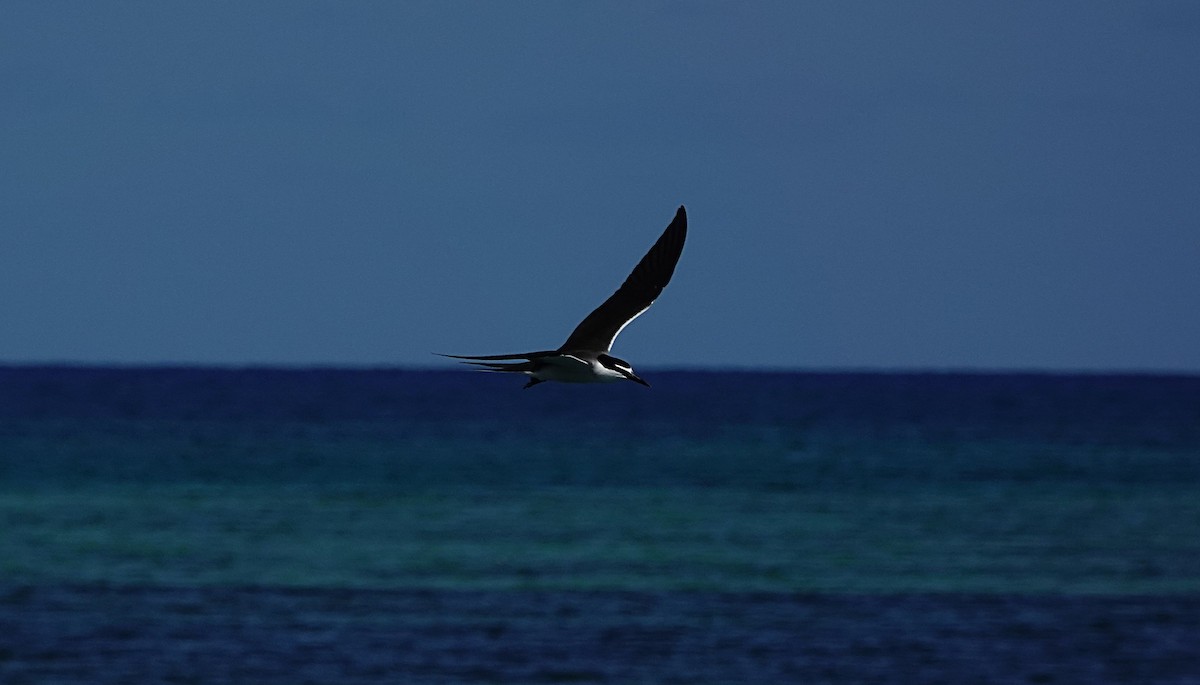 Bridled Tern - ML646634609