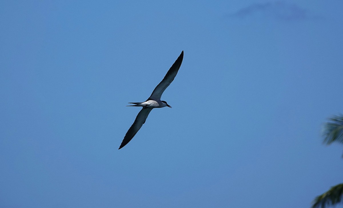 Bridled Tern - ML646634610