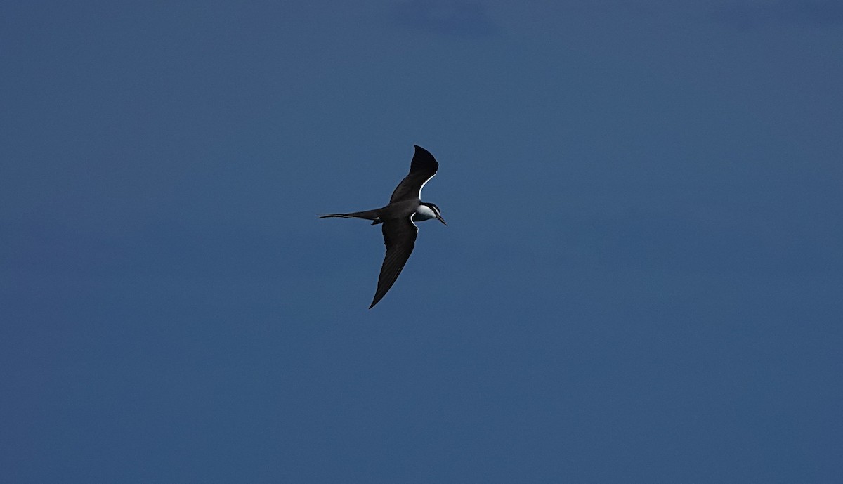 Bridled Tern - ML646634611