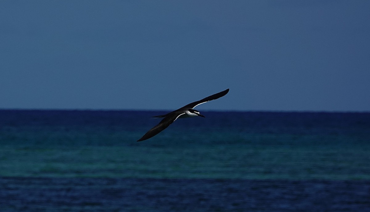 Bridled Tern - ML646634612