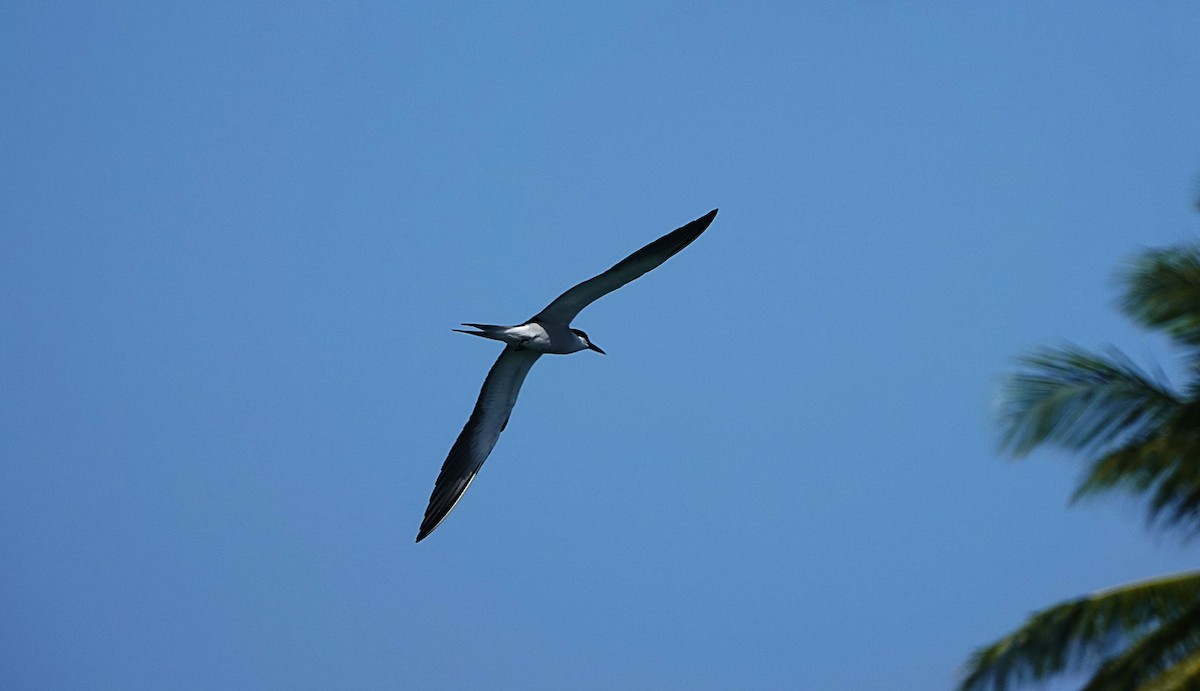 Bridled Tern - ML646634613