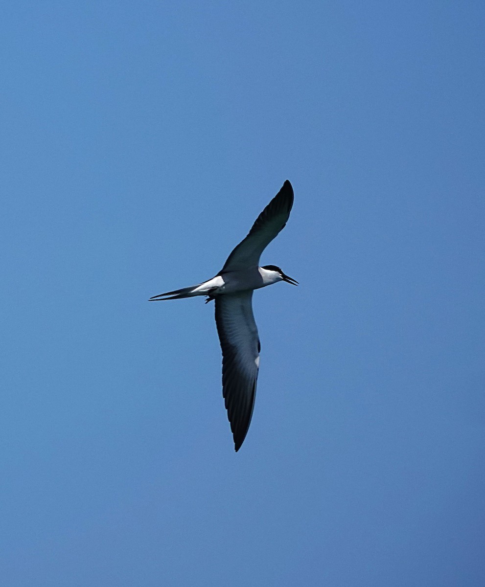 Bridled Tern - ML646634614