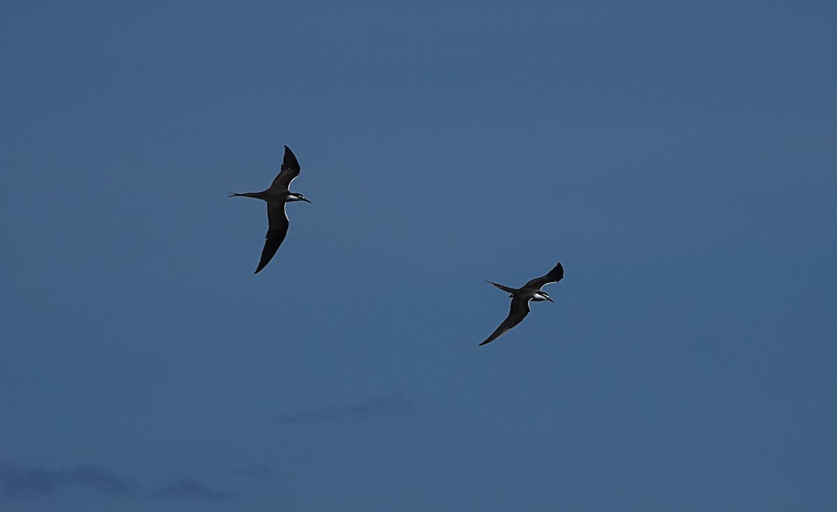 Bridled Tern - ML646634615