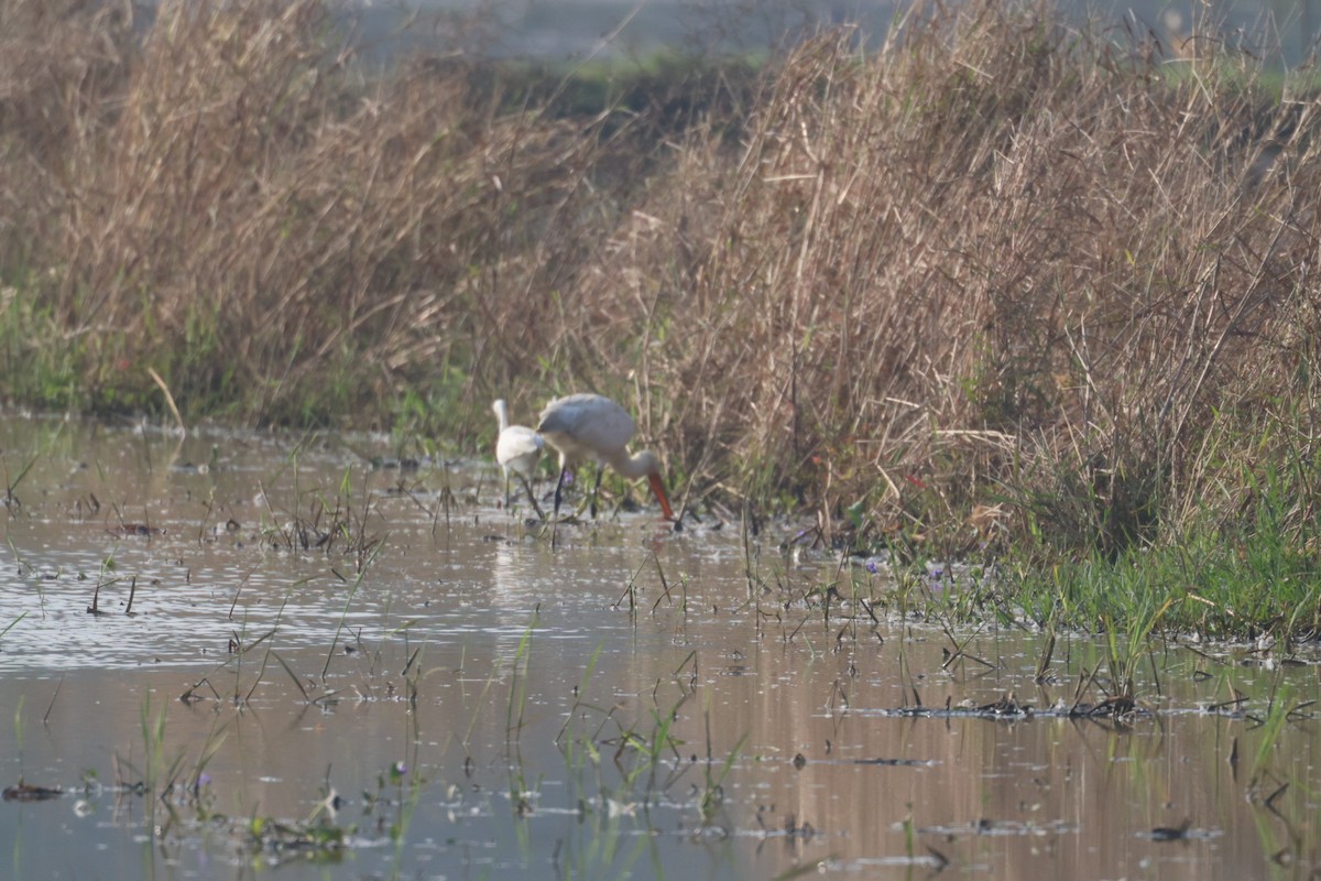 Löffler - ML646634618