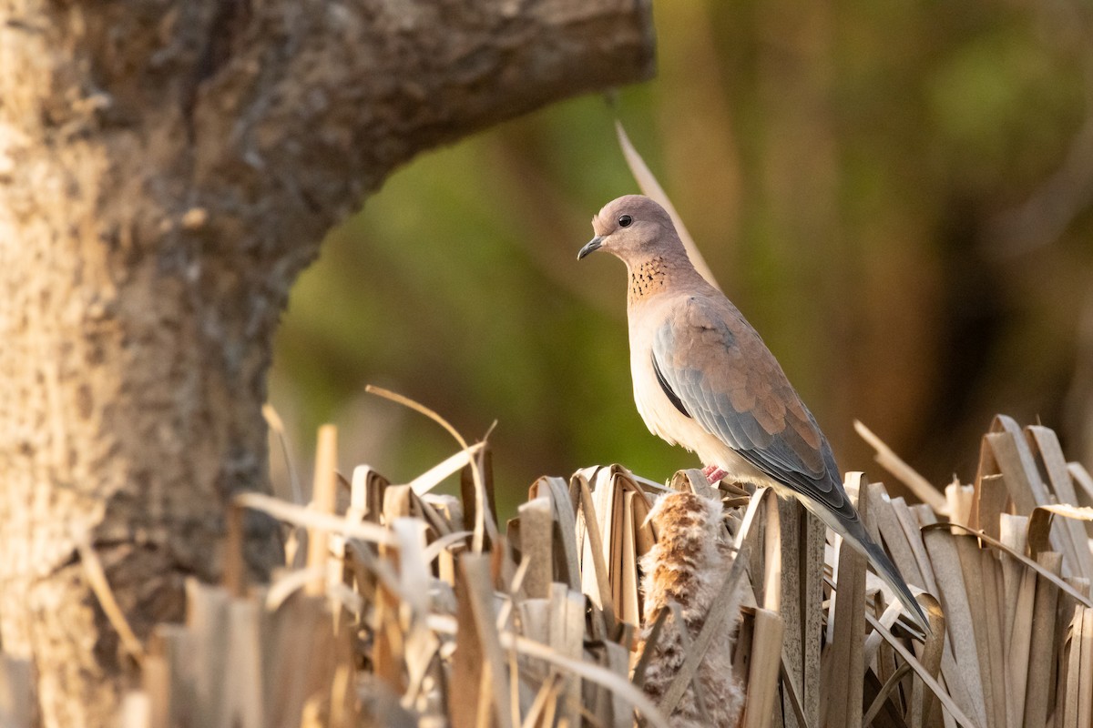 Küçük Kumru - ML646634620