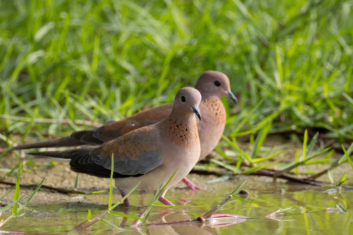 Küçük Kumru - ML646634621